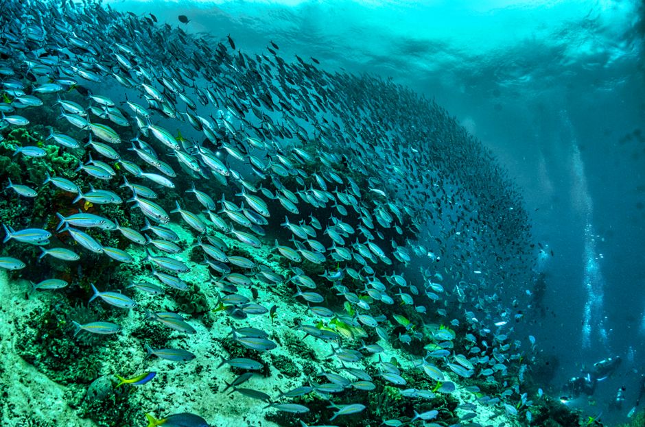 Polska ratyfikuje Porozumienie BBNJ o ochronie oceanów