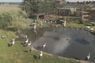Klekusiowo: drugie życie dzikich zwierząt w nowym odcinku „O milimetr”