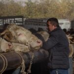 Mercosur bez mitów: unijne kontrole i WPR nadal chronią europejskie rolnictwo